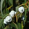Fotografia 5 da espécie Eucalyptus globulus do Jardim Botânico UTAD