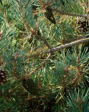 Fotografia 14 da espécie Pinus pinaster no Jardim Botânico UTAD