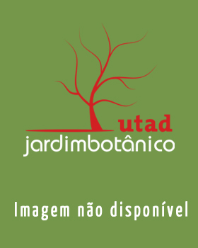 Fotografia de capa Ulex micranthus - do Jardim Botânico