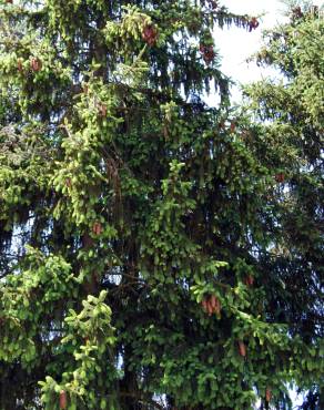Fotografia 1 da espécie Picea abies var. nidiformis no Jardim Botânico UTAD