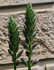 Acanthus mollis