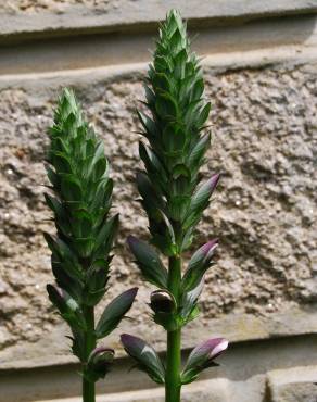 Fotografia 1 da espécie Acanthus mollis no Jardim Botânico UTAD