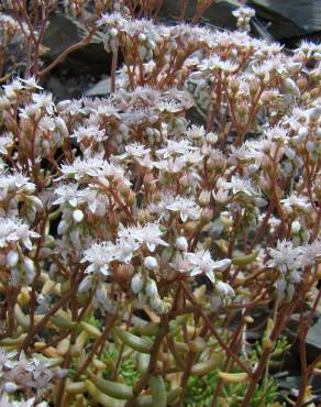 Fotografia 5 da espécie Sedum album no Jardim Botânico UTAD