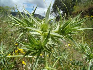 Fotografia da espécie Eryngium campestre