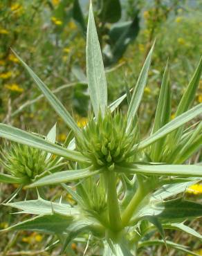 Fotografia 3 da espécie Eryngium campestre no Jardim Botânico UTAD