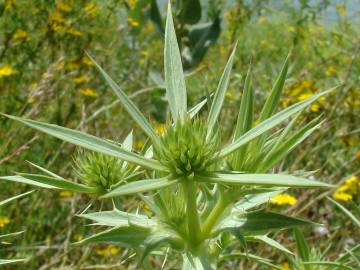 Fotografia da espécie Eryngium campestre