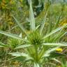 Fotografia 3 da espécie Eryngium campestre do Jardim Botânico UTAD