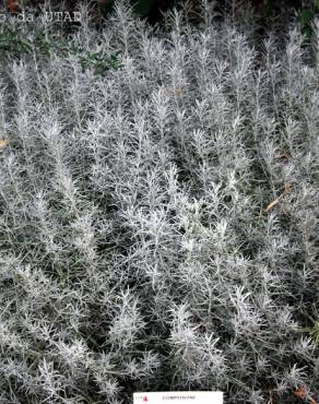 Fotografia 1 da espécie Helichrysum italicum subesp. picardi no Jardim Botânico UTAD