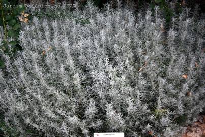 Fotografia da espécie Helichrysum italicum subesp. picardi