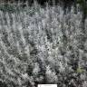 Fotografia 1 da espécie Helichrysum italicum subesp. picardi do Jardim Botânico UTAD