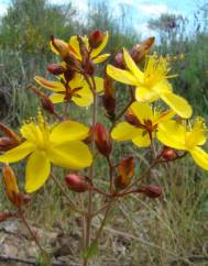 Hypericum linariifolium