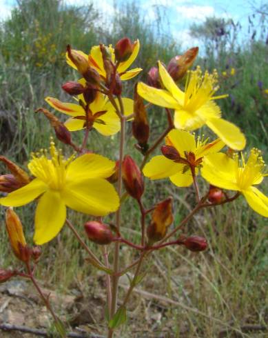 Fotografia de capa Hypericum linariifolium - do Jardim Botânico