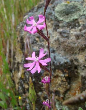 Fotografia 5 da espécie Silene scabriflora subesp. scabriflora no Jardim Botânico UTAD