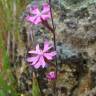 Fotografia 5 da espécie Silene scabriflora subesp. scabriflora do Jardim Botânico UTAD