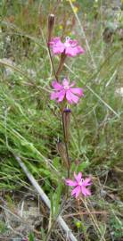 Fotografia da espécie Silene scabriflora subesp. scabriflora