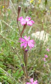 Fotografia da espécie Silene scabriflora subesp. scabriflora