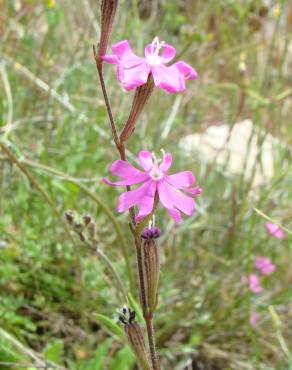 Fotografia 8 da espécie Silene scabriflora subesp. scabriflora no Jardim Botânico UTAD