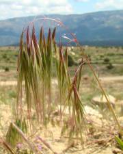 Fotografia da espécie Bromus tectorum