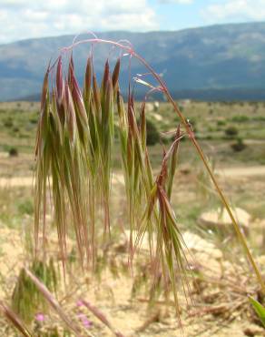 Fotografia 1 da espécie Bromus tectorum no Jardim Botânico UTAD