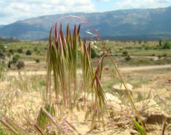 Fotografia da espécie Bromus tectorum