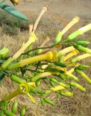 Fotografia 3 da espécie Nicotiana glauca no Jardim Botânico UTAD