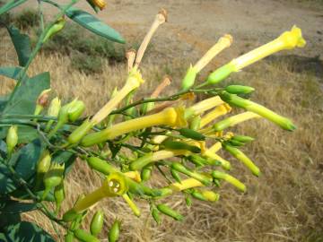 Fotografia da espécie Nicotiana glauca