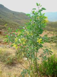 Fotografia da espécie Nicotiana glauca