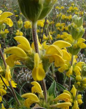 Fotografia 3 da espécie Phlomis lychnitis no Jardim Botânico UTAD