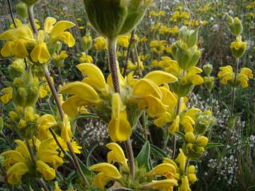 Fotografia da espécie Phlomis lychnitis