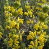 Fotografia 1 da espécie Phlomis lychnitis do Jardim Botânico UTAD