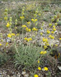 Fotografia da espécie Phlomis lychnitis