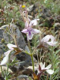 Fotografia da espécie Teucrium pseudochamaepitys