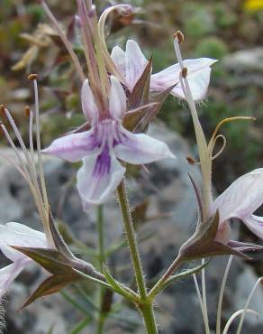 Fotografia 3 da espécie Teucrium pseudochamaepitys no Jardim Botânico UTAD