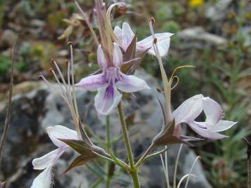 Fotografia da espécie Teucrium pseudochamaepitys