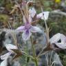 Fotografia 3 da espécie Teucrium pseudochamaepitys do Jardim Botânico UTAD