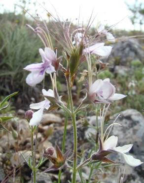 Fotografia 4 da espécie Teucrium pseudochamaepitys no Jardim Botânico UTAD