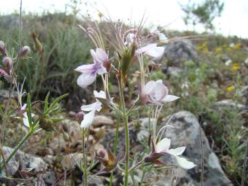 Fotografia da espécie Teucrium pseudochamaepitys