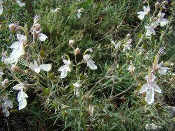 Fotografia da espécie Teucrium pseudochamaepitys