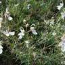 Fotografia 5 da espécie Teucrium pseudochamaepitys do Jardim Botânico UTAD