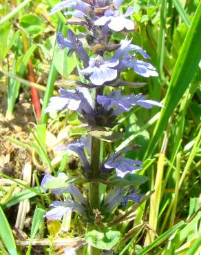 Fotografia 5 da espécie Ajuga reptans no Jardim Botânico UTAD