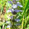 Fotografia 5 da espécie Ajuga reptans do Jardim Botânico UTAD