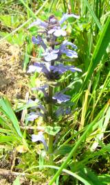 Fotografia da espécie Ajuga reptans