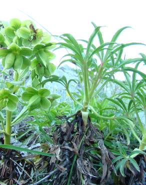 Fotografia 3 da espécie Helleborus foetidus no Jardim Botânico UTAD