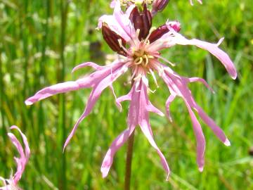 Fotografia da espécie Silene flos-cuculi subesp. flos-cuculi