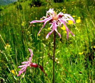 Fotografia da espécie Silene flos-cuculi subesp. flos-cuculi