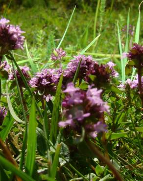 Fotografia 3 da espécie Thymus pulegioides no Jardim Botânico UTAD