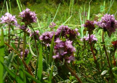 Fotografia da espécie Thymus pulegioides