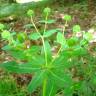 Fotografia 2 da espécie Euphorbia hyberna subesp. hyberna do Jardim Botânico UTAD