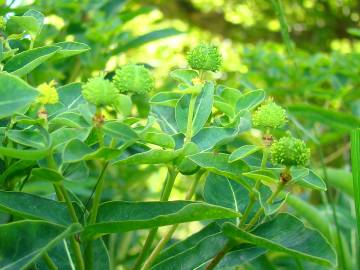 Fotografia da espécie Euphorbia hyberna subesp. hyberna