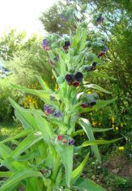 Fotografia da espécie Cynoglossum officinale